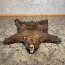 grizzly bear taxidermy mounts rugs