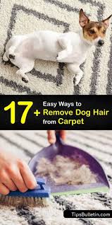 eliminate dog hair from carpeting
