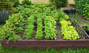 Raised Garden Bed