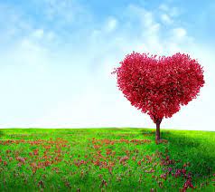صور صور خلفيات جوال اجمل الصور للموبيل رائعه جدا nature images nature photos qhd wallpaper