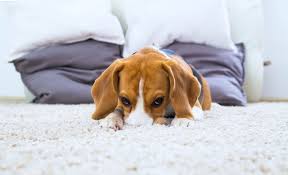 how to clean dog diarrhea from carpet