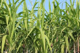 Sugarcane Plants Growing At Field