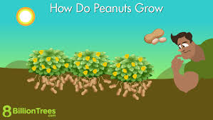 How Do Peanuts Grow The Difference Of