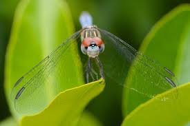 dragonflies eyes and a face benweb 3 3