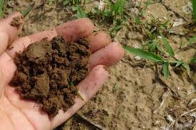 5 Ways To Test Compost Quality