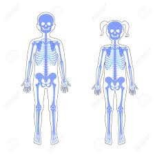 Learn about the human body and how its systems work together. Children Boy And Girl Skeleton Anatomy Front View Vector Isolated Flat Illustration Of Skull And Bones In Human Kid Body Halloween Medical Educational Or Science Banner Royalty Free Cliparts Vectors And Stock