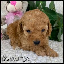 miniature poodle andrea found her