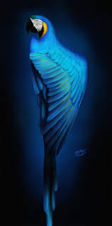 macaw parrot bird blue art hd