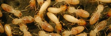Image result for type of the termite treatment