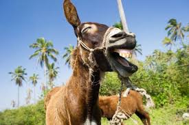 funny donkey wallpapers wallpaper cave