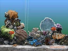 serenescreen marine aquarium 3 3