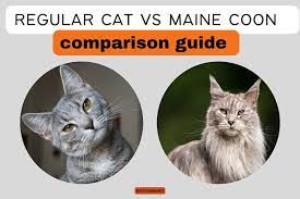regular cat vs the maine cat
