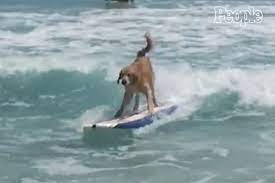 golden retriever dog shows off surf