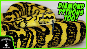 do carpet pythons make good pets you
