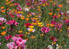 California Native Wildflowers
