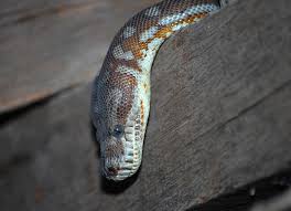 centralian carpet python morelia bredli