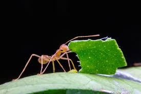 Ants Garden Pests Diseases