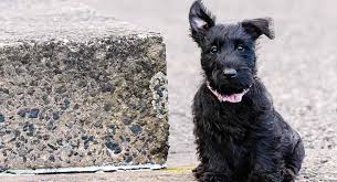 Scottish Terrier Would This Fascinating Breed Fit Your