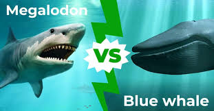 megalodon vs blue whale who would win