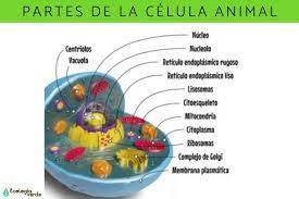 partes de la célula y sus