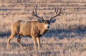 This is a really good hillside in the early season before bucks are pressured. Field Judging Mule Deer Western Hunting Journal