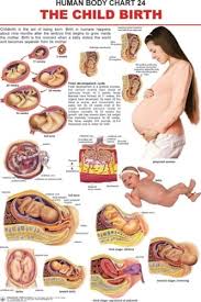 Dreamland Human Body Chart 24 The Child Birth