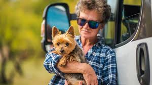 10 must have items when rving with dogs