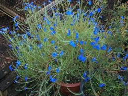 australian native plants for pots