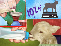 How To Bottle Feed A Baby Lamb 13 Steps With Pictures