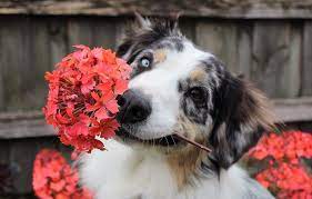 flower names for dogs 295 ideas my