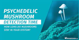 What happens to your body when you eat mushrooms? How Long Do Shrooms Stay In Your System Magic Mushroom Psilocybin Detection Time