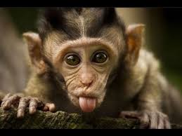 Make your own images with our meme generator or animated. Funny Monkeys Will Make You Laugh Hard Funny And Cute Compilation Must Watch Youtube