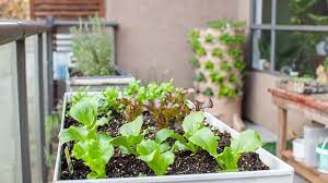 Grow A Vegetable Garden On Your Patio