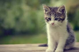 cute cat wallpapers 67 images
