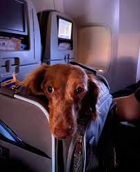 is united airlines pet friendly