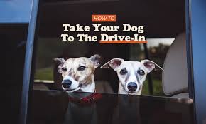 dog friendly drive in
