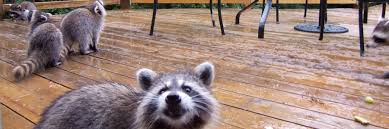 Can you have a pet raccoon where you live? Why Keeping A Raccoon As A Pet Is A Bad Idea Critter Ridder Texas