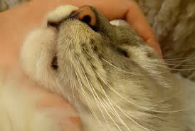 Lentigo is the name of a common condition in which flat, brown or black spots appear on hairless areas including the diagnosis: What Are Those Black Dots On My Cat S Chin Cat Chin Acne Blackheads
