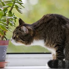 pet friendly plants for your home