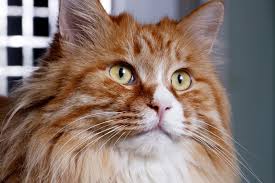 angioedema due to allergies in cats