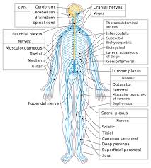 The cns takes signals from the peripheral. Peripheral Nervous System Facts Divisions Organization Summary