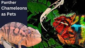 panther chameleons as pets chameleon