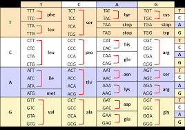 Solved Codon Chart A Set Of Primers Was Designed To Cod