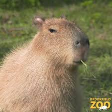 Brookfield Zoo - Curious about capybaras? Here's some info ...