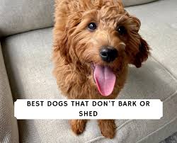 6 best dogs that don t bark or shed