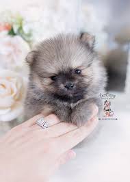 Please share it and subscribe! Tiny Teacup Pomeranian Puppies Teacup Puppies Boutique