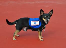 Bringing medications or bringing water so your dog can take. Service Dog Training Near Me Los Angeles Fun Paw Care