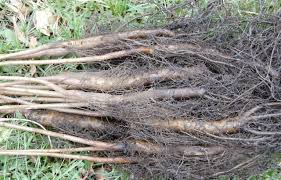 bare root trees and shrubs tis the