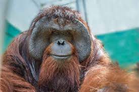 JoJo - Orangutan Outreach