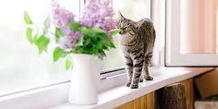 How to Keep Your Pets from Destroying Your Plants | Martha Stewart